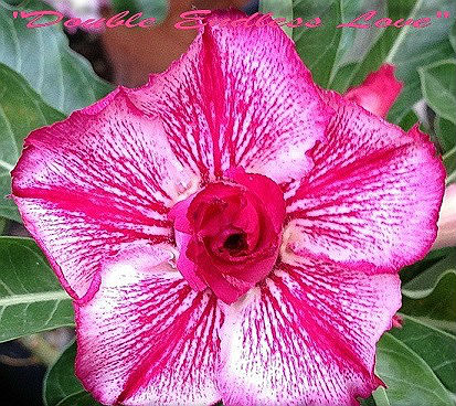 (image for) Adenium Obesum \'Double Endless Love\' 5 Seeds